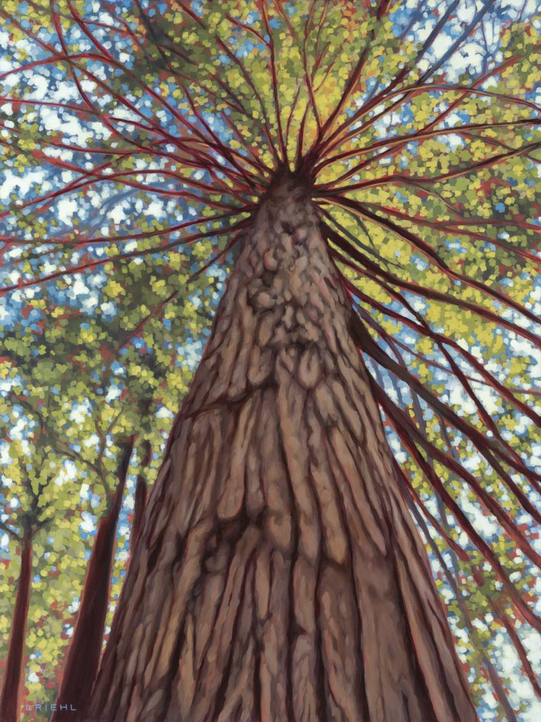 Riehl - Forest Bathing 30x40