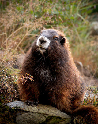Back from the Brink, Laura Lefurgey-Smith