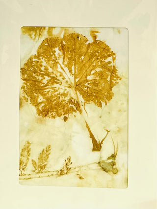 Darrell Giraldeau - Card - Botanical prnt - various - Darrell Giraldeau - Card - McMillan Arts Centre & MAC Box Office