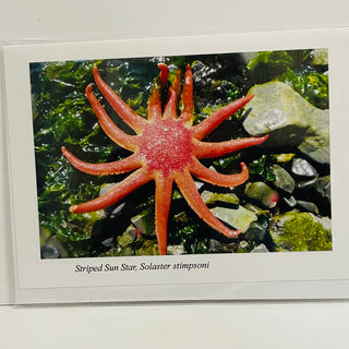 Ponderosa Designs - Card - Striped Sun Star -  - Card - McMillan Arts Centre & MAC Box Office