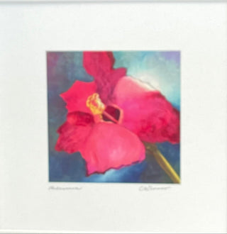 Carla Weaver - Print - Hibiscus -  - Print - McMillan Arts Centre & MAC Box Office
