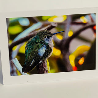 Jane Davidson - Card - Hummingbird -  - Card - McMillan Arts Centre & MAC Box Office