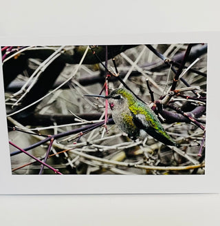 Jane Davidson - Card - Hummingbird -  - Card - McMillan Arts Centre & MAC Box Office