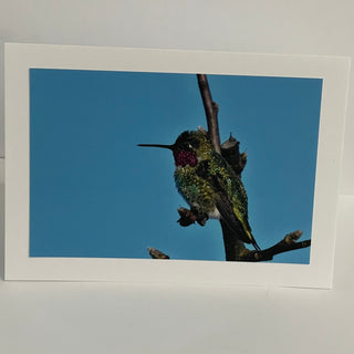 Jane Davidson - Card - Hummingbird -  - Card - McMillan Arts Centre & MAC Box Office