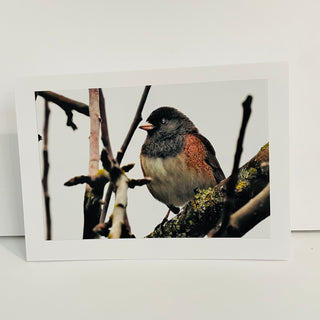 Jane Davidson - Card - Robin -  - Card - McMillan Arts Centre & MAC Box Office