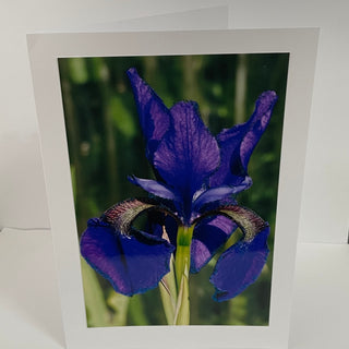 Jane Davidson - Card - Purple Iris -  - Card - McMillan Arts Centre & MAC Box Office
