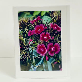 Jane Davidson - Card - Pink Dianthus -  - Card - McMillan Arts Centre & MAC Box Office