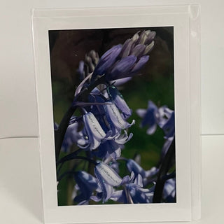 Jane Davidson - Card - Bluebells -  - Card - McMillan Arts Centre & MAC Box Office