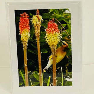 Jane Davidson - Card - Red Hot Pokers with Cedar Waxwing -  - Card - McMillan Arts Centre & MAC Box Office