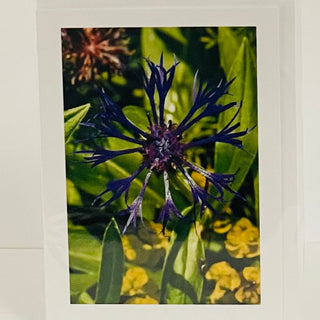 Jane Davidson - Card - Perennial Cornflower (Mountain Bluet) -  - Card - McMillan Arts Centre & MAC Box Office