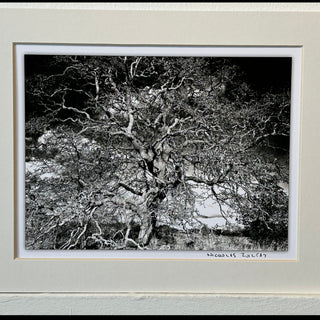 Nicholas Zoltay - Photography - Print #2  Barren tree -  - Photography - McMillan Arts Centre & MAC Box Office