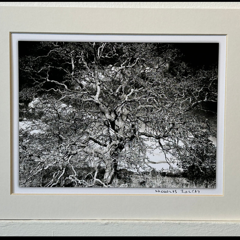 Nicholas Zoltay - Photography - Print #2  Barren tree -  - Photography - McMillan Arts Centre & MAC Box Office