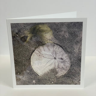 Teresa Healy - Card - Underwater currency, Rathtrevor Beach (Sand dollar) - 2020