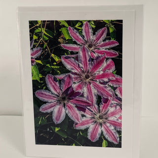 Jane Davidson - Card - Pink Clematis -  - Card - McMillan Arts Centre & MAC Box Office