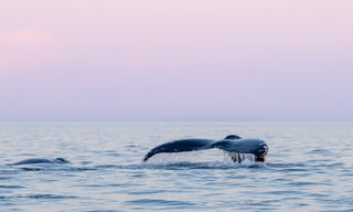 Humpback on the Salish Sea