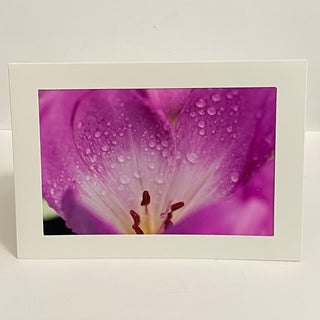Colleen Stewart - Card - Pink petals with rain drops - Colleen Stewart - McMillan Arts Centre Gallery, Gift Shop and Box Office - Vancouver Island Art Gallery