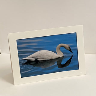 Colleen Stewart - Card - Swan Refection - Colleen Stewart - McMillan Arts Centre Gallery, Gift Shop and Box Office - Vancouver Island Art Gallery