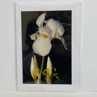 Jane Davidson - Card - White Iris - Jane Davidson - McMillan Arts Centre Gallery, Gift Shop and Box Office - Vancouver Island Art Gallery