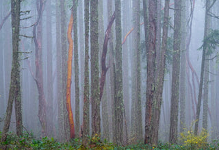 Fog in the Forest