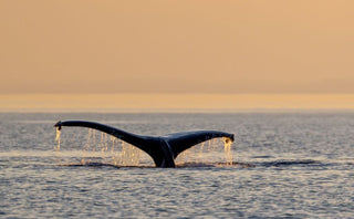 Humpback at Sunset