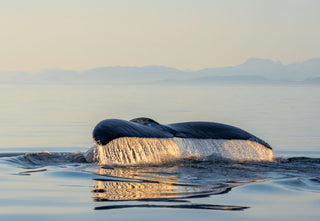 Humpback Glow