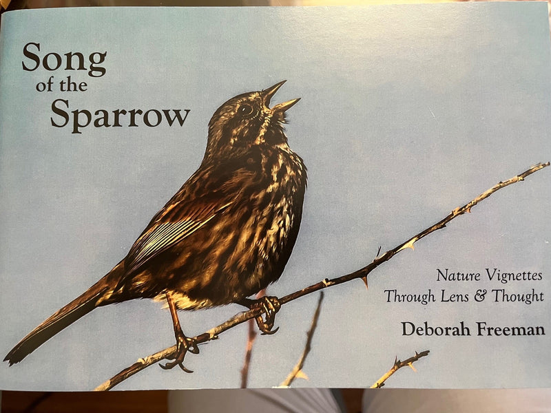 Song of the Sparrow, by Deborah Freeman - Deborah Freeman - McMillan Arts Centre Gallery, Gift Shop and Box Office - Vancouver Island Art Gallery