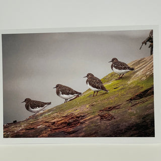 Jim Decker - Card - "Lining up for a Photo"  Sand Pipers - MAC-Donation - Card - McMillan Arts Centre & MAC Box Office