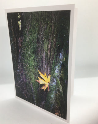 Aaron Yukich - Card-  "Bigleaf Maple" - Aaron Yukich - Card - McMillan Arts Centre & MAC Box Office