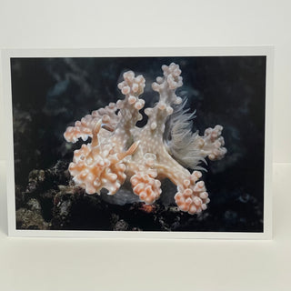 Jim Decker - Card - "A Beautiful Nudibranch" Allens Ceratosoma - MAC-Donation - Card - McMillan Arts Centre & MAC Box Office