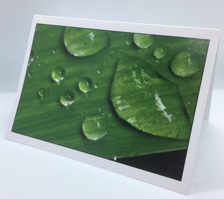 William Allen - Card - Dewdrops - William Allen - McMillan Arts Centre Gallery, Gift Shop and Box Office - Vancouver Island Art Gallery