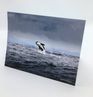 David Blackmore - Card - "Killer Whale Off Qualicum Beach " - David Blackmore - Card - McMillan Arts Centre & MAC Box Office