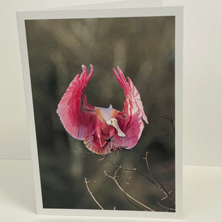 Jim Decker - Card - "Coming in for a Landing"  Roseate Spoonbill - MAC-Donation - Card - McMillan Arts Centre & MAC Box Office