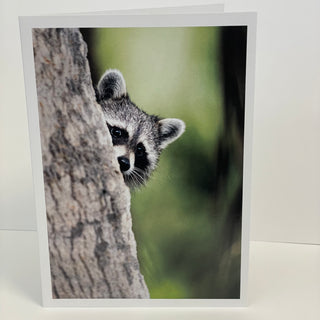 Jim Decker - Card - "Peek-a-Boo" Racoon" - MAC-Donation - Card - McMillan Arts Centre & MAC Box Office