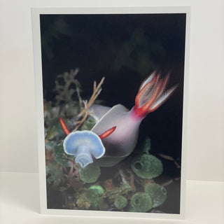 Jim Decker - Card - "A Beautiful Nudibranch" Hypselodoris sp. - MAC-Donation - Card - McMillan Arts Centre & MAC Box Office