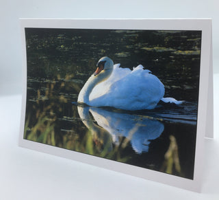 William Allen - Card - Swan - William Allen - McMillan Arts Centre Gallery, Gift Shop and Box Office - Vancouver Island Art Gallery