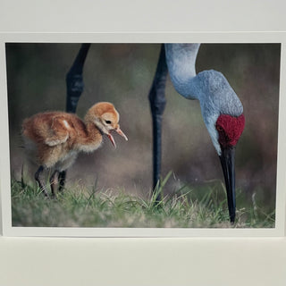 Jim Decker - Card - " Hurry up and find something, Mom"  Sandhill Cranes - MAC-Donation - Card - McMillan Arts Centre & MAC Box Office